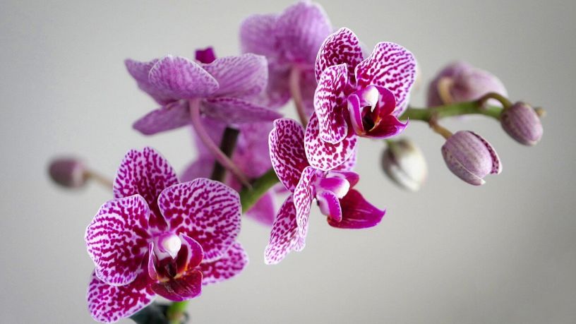 Le orchidee di Beatriz